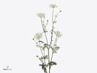 Orlaya grandiflora 'White Finch'