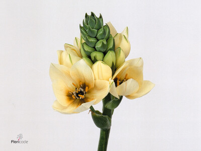 Ornithogalum dubium 'Royal Grace'