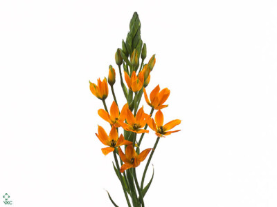 Ornithogalum dubium 'Royal Victory'