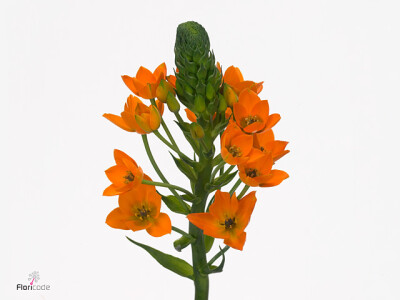 Ornithogalum dubium 'Orange Star 3'