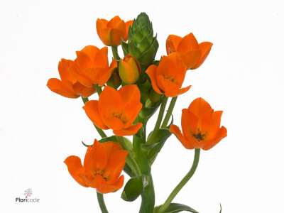 Ornithogalum dubium 'Magic Star'