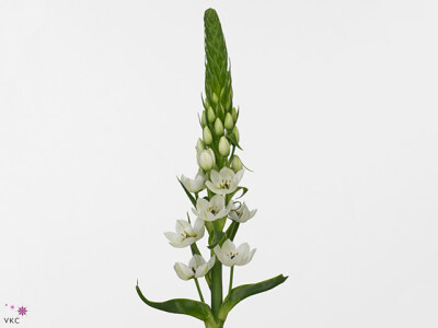 Ornithogalum thyrsoides 'White Star'