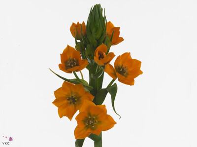 Ornithogalum dubium 'Super Star'