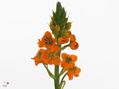 Ornithogalum dubium 'Sunray'