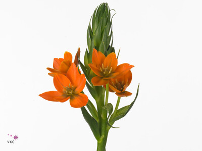 Ornithogalum dubium 'Orange Fire'