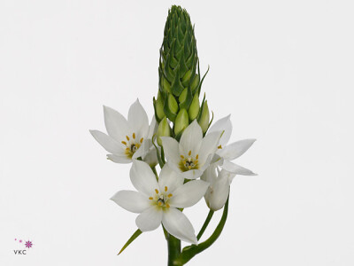 Ornithogalum thyrsoides 'Goblin'