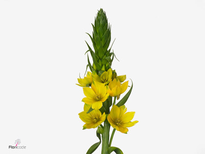 Ornithogalum dubium Yellow Star 1