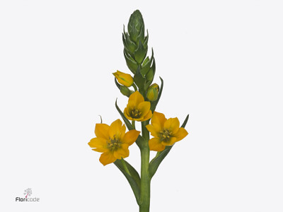 Ornithogalum dubium 'Bright Star'