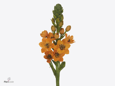 Ornithogalum dubium 'Sunrise'