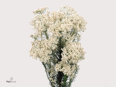 Ozothamnus 'Cooks Snow White'