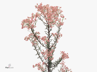 Ozothamnus 'Cooks Tall Pink'