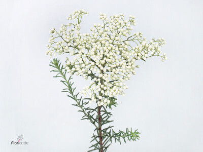 Ozothamnus diosmifolius 'Reki Snow'