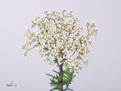 Ozothamnus diosmifolius 'Reki Pearl'