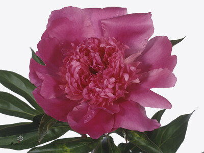 Paeonia (Lactiflora Grp) 'Edulis Superba'