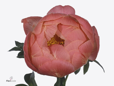 Paeonia (Herb. Hybrid Grp) 'Coral Charm'