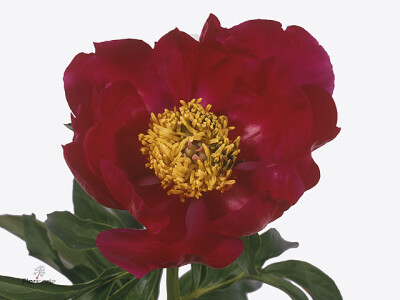 Paeonia (Herb. Hybrid Grp) 'Scarlet O'Hara'