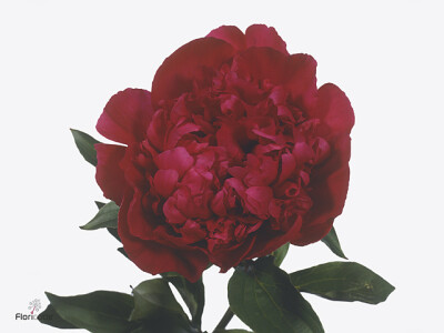 Paeonia (Lactiflora Grp) 'Inspecteur Lavergne'