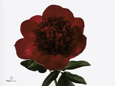 Paeonia (Herb. Hybrid Grp) 'Red Charm'