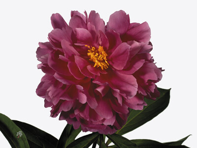 Paeonia (Lactiflora Grp) 'Karl Rosenfield'