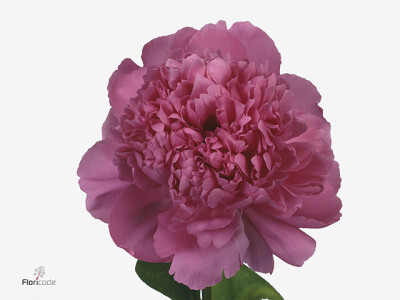 Paeonia (Lactiflora Grp) 'Pink Panther'