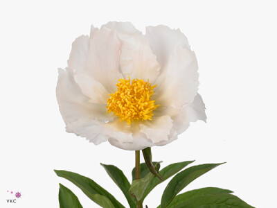 Paeonia (Lactiflora Grp) 'Krinkled White'