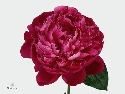 Paeonia (Lactiflora Grp) 'Red Sarah Bernhardt'