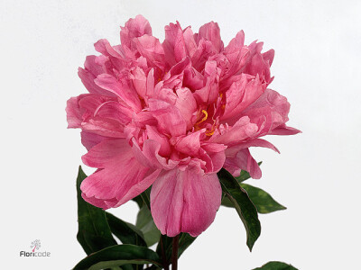 Paeonia (Lactiflora Grp) 'Bunker Hill'