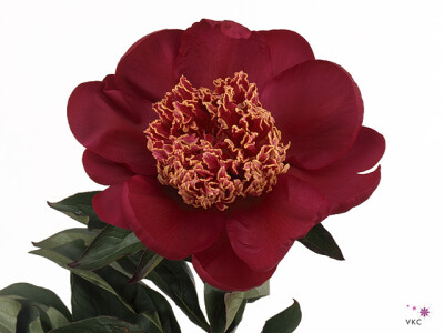 Paeonia (Lactiflora Grp) 'Nippon Beauty'