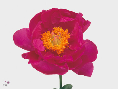 Paeonia (Herb. Hybrid Grp) 'Paula Fay'