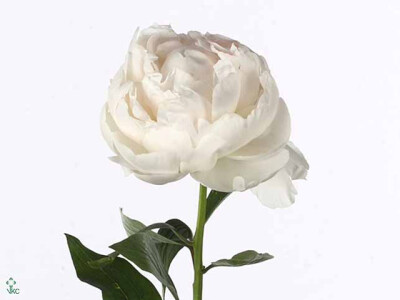 Paeonia (Lactiflora Grp) 'Madame Claude Tain'