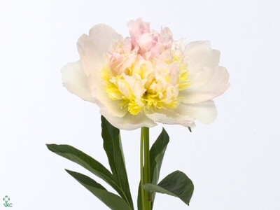 Paeonia (Lactiflora Grp) 'Top Brass'