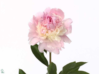 Paeonia (Lactiflora Grp) 'Angel Cheeks'