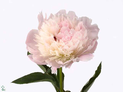 Paeonia (Lactiflora Grp) 'Noémi Demay'