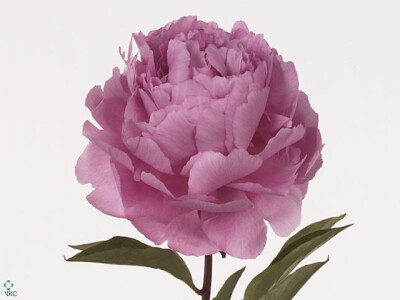 Paeonia (Lactiflora Grp) 'Dinner Plate'