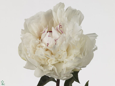 Paeonia (Lactiflora Grp) 'Couronne d'Or'