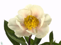 Paeonia (Herb. Hybrid Grp) 'Claire de Lune'