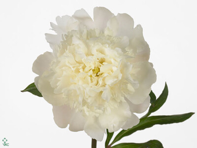 Paeonia (Lactiflora Grp) 'Sereen Beauty'