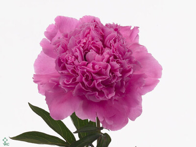 Paeonia (Lactiflora Grp) 'Anima'