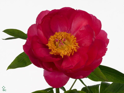 Paeonia (Herb. Hybrid Grp) 'Cytherea'