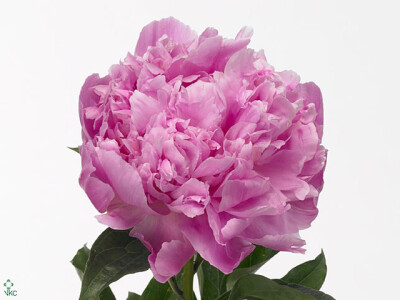 Paeonia (Lactiflora Grp) 'Jacorma'