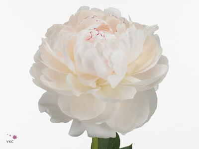 Paeonia (Lactiflora Grp) 'Odile'