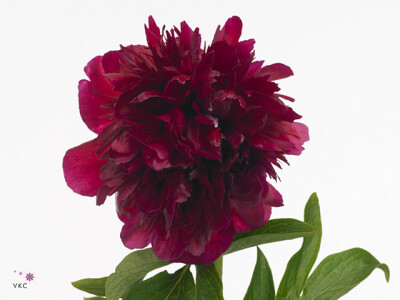 Paeonia officinalis 'Rubra Plena'