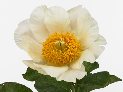 Paeonia (Herb. Hybrid Grp) 'Moonrise'