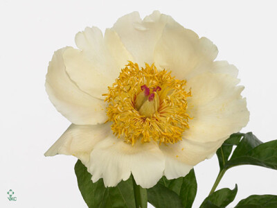 Paeonia 'Spring Sun'