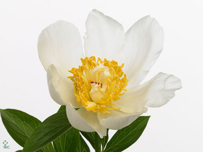 Paeonia 'Sweet Honey'