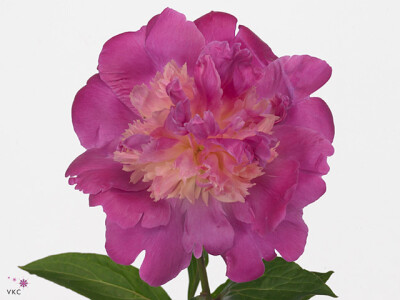 Paeonia (Lactiflora Grp) 'Gay Paree'