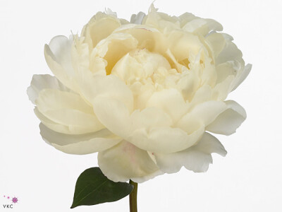Paeonia (Lactiflora Grp) 'Snow Mountain'