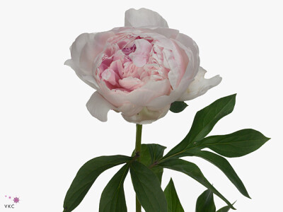 Paeonia (Lactiflora Grp) 'Reine Hortense'