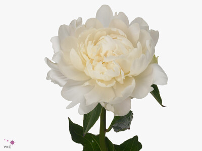 Paeonia (Lactiflora Grp) 'White Ivory'