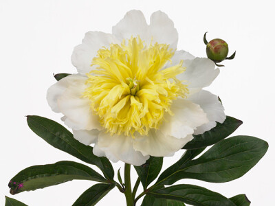 Paeonia (Lactiflora Grp) 'Honey Gold'